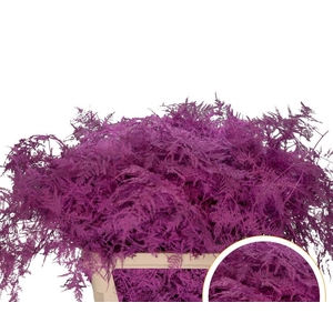 Asparagus L.Getopt Erica Cerise X50