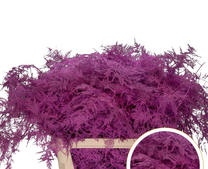 <h4>Asparagus L.Getopt Erica Cerise X50</h4>