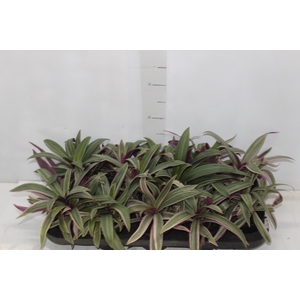 TRADESCANTIA SPATHACEA P11