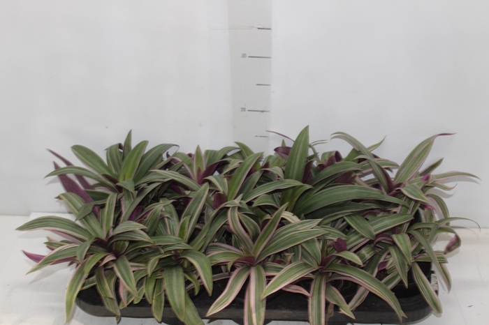 <h4>TRADESCANTIA SPATHACEA P11</h4>