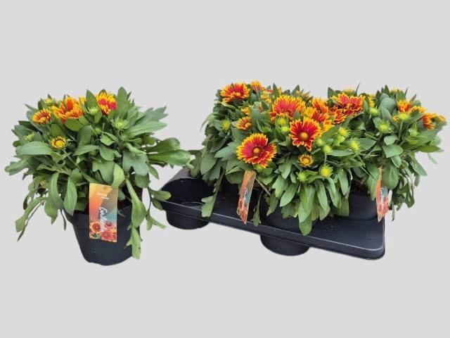 <h4>GAIL ARIZONA SUN</h4>
