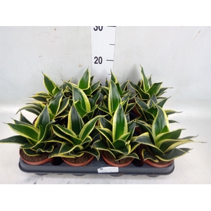 Sansevieria trifa. 'Black Star'