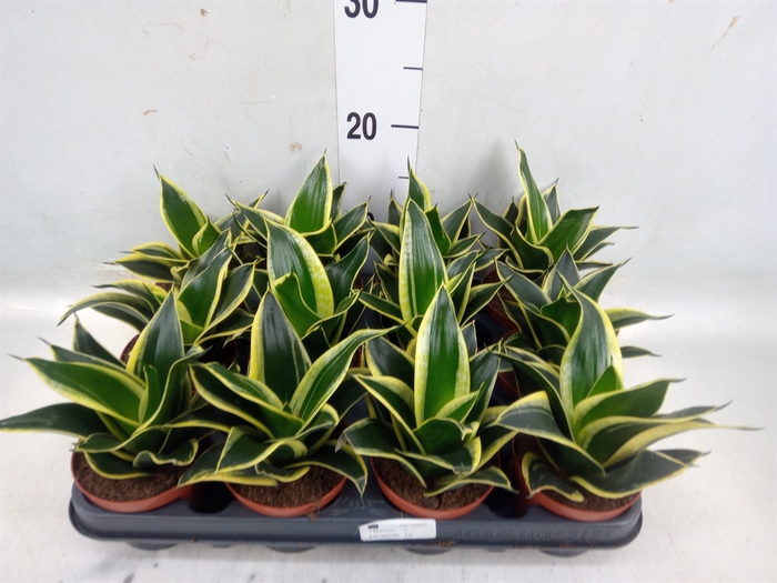 <h4>Sansevieria trifa. 'Black Star'</h4>