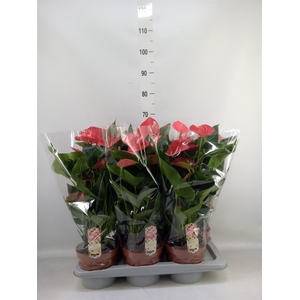 Anthurium andr. 'Melito'