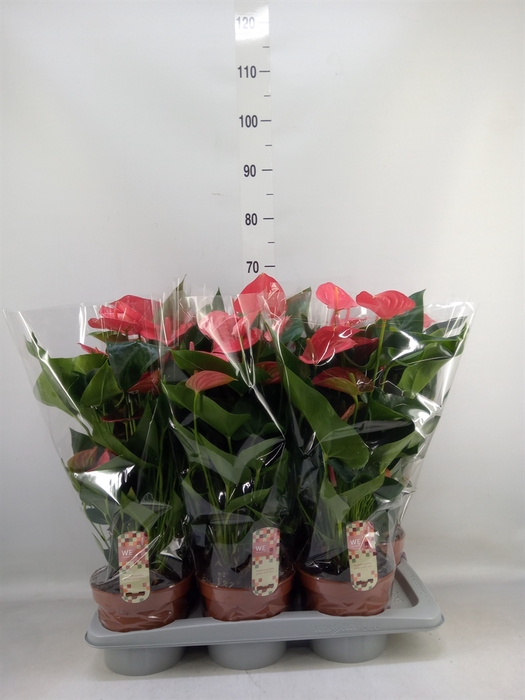 <h4>Anthurium andr. 'Melito'</h4>