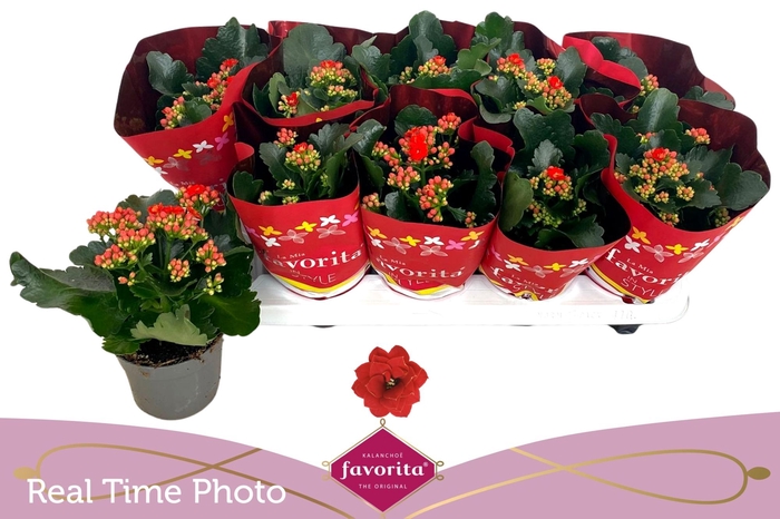 <h4>KAL GE PERFECTA RED</h4>