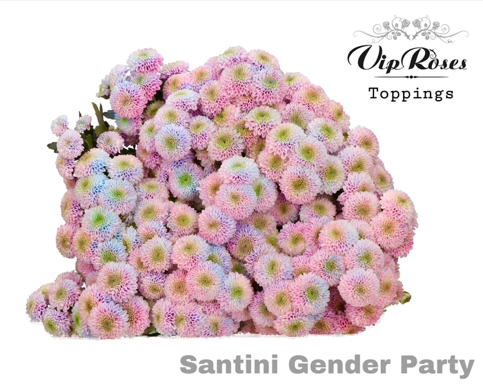 <h4>CHR S GENDER PARTY</h4>