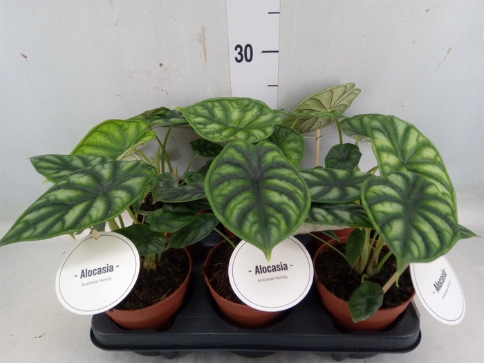 <h4>Alocasia  'Dragon Scale'</h4>