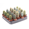 Cactus gemengd zuil CA5009