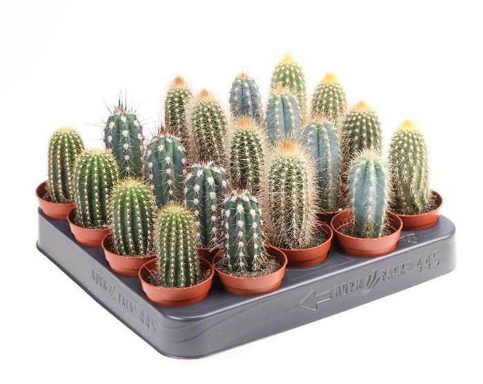 Cactus gemengd zuil CA5009