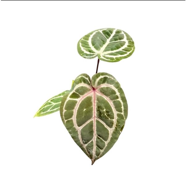 <h4>Anthurium DocBlock Anthurium Zara® '3' X Zara® '33'</h4>