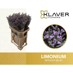 Limonium Skylight  Klaver