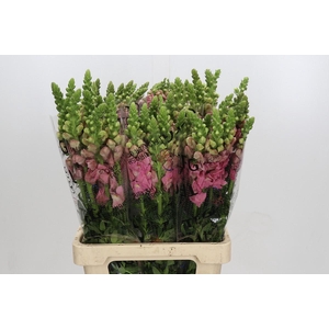 Antirrhinum Potomac Pink
