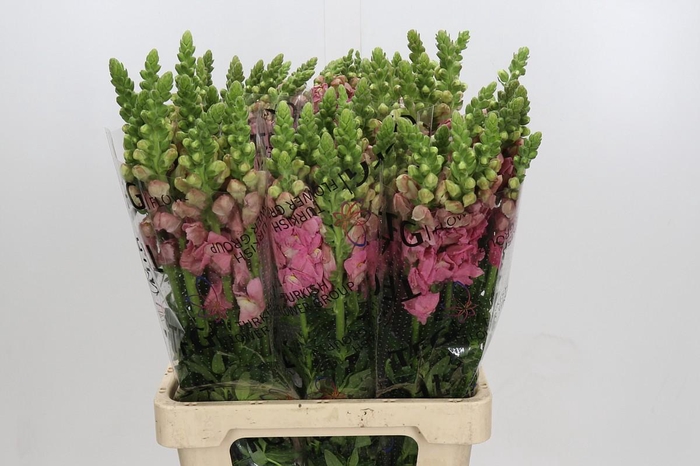 <h4>Antirrhinum Potomac Pink</h4>
