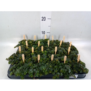 Sedum makinoi 'Kosmosje'