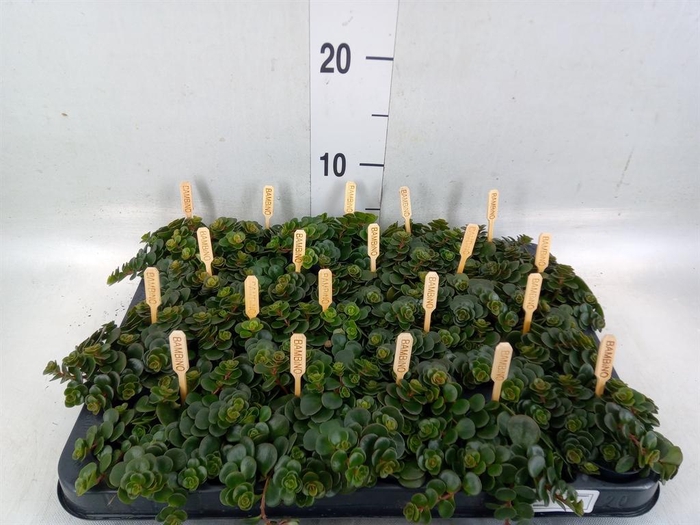 <h4>Sedum makinoi 'Kosmosje'</h4>