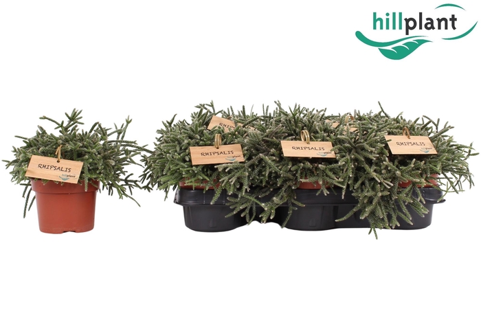 <h4>RHIPSALIS PILOCARPA</h4>