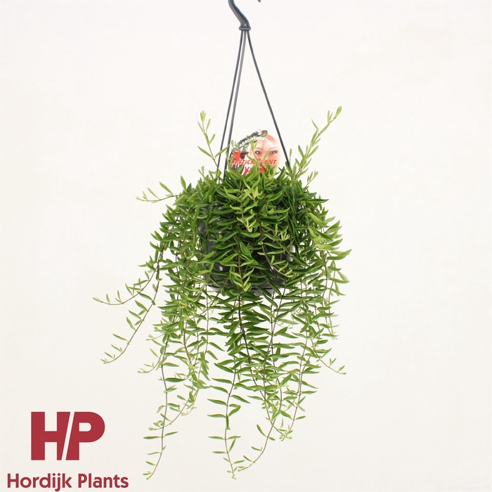<h4>Aeschynanthus 'Green Star'</h4>