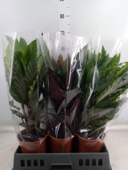 <h4>Calathea   ...mix</h4>