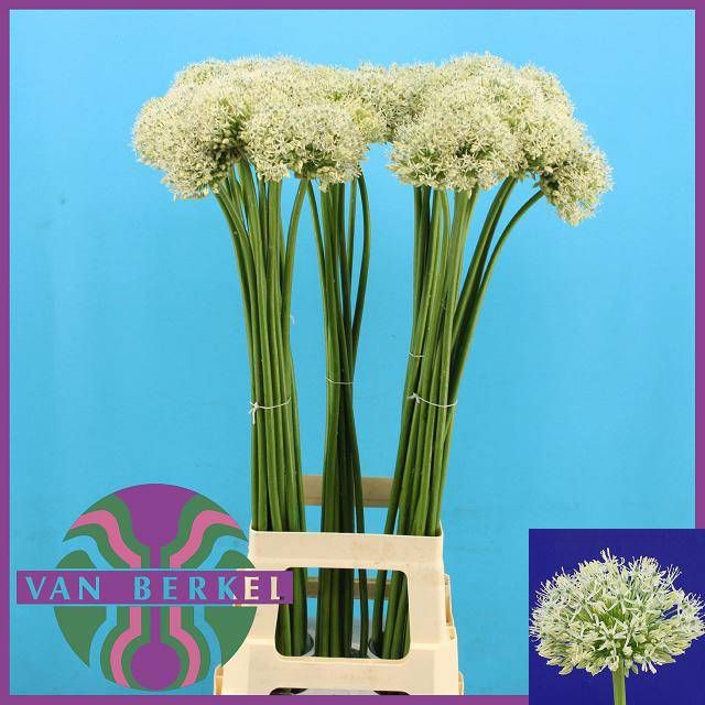 <h4>ALLIUM WHITE GIANT</h4>