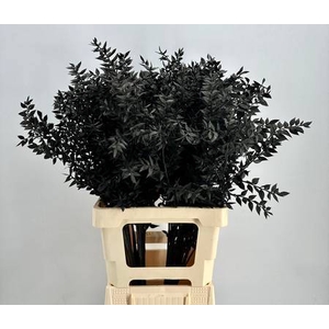 Dried Ruscus Aculeatus Black