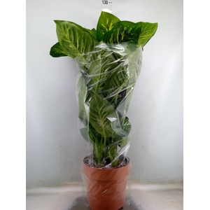Dieffenbachia seg. 'Tropic Snow'