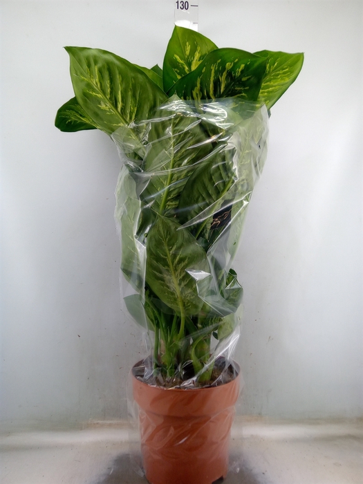 <h4>Dieffenbachia seg. 'Tropic Snow'</h4>