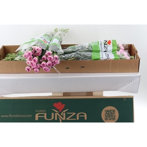 Di St Deep Faith Box