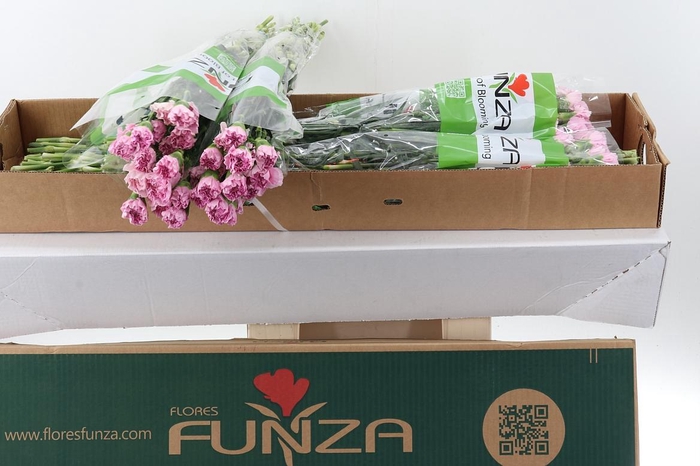 <h4>Di St Deep Faith Box</h4>