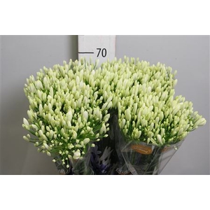 Agapanthus FU 'Bianca Perla'