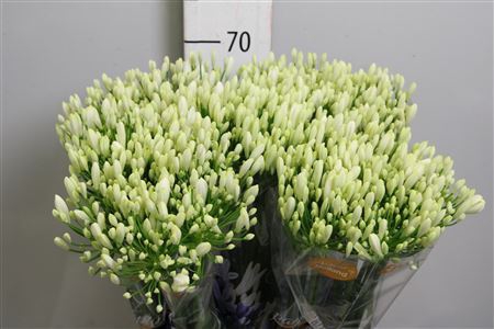 <h4>Agapanthus FU 'Bianca Perla'</h4>