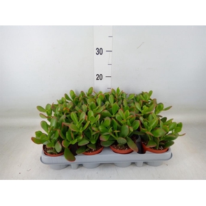 Crassula ovata 'Sunset'
