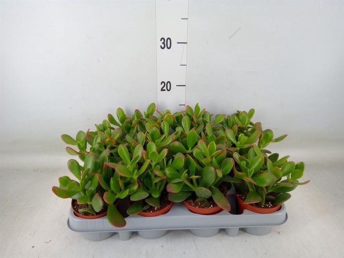 <h4>Crassula ovata 'Sunset'</h4>