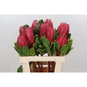 Protea Cynaroides Red Rex