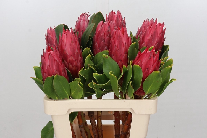 <h4>Protea Cynaroides Red Rex</h4>