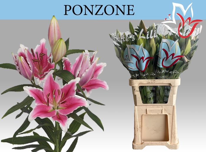 LI OR PONZONE