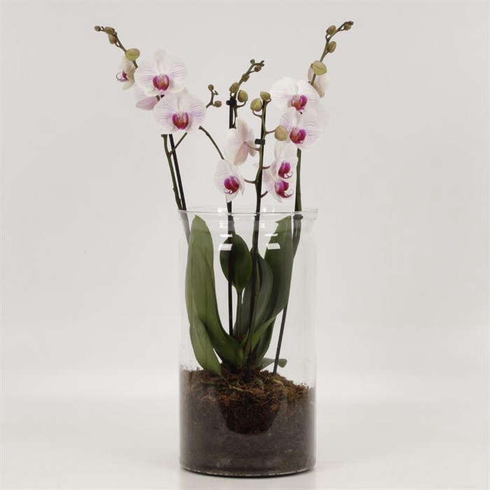 <h4>Phal Denver 4 Tak Glas Vaas</h4>