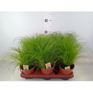 Cyperus alternifolius 'Zumula'