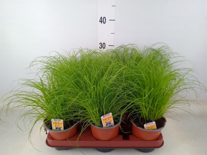 <h4>Cyperus alternifolius 'Zumula'</h4>