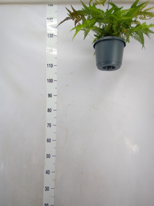 <h4>Arachniodes aristata 'Variegata'</h4>