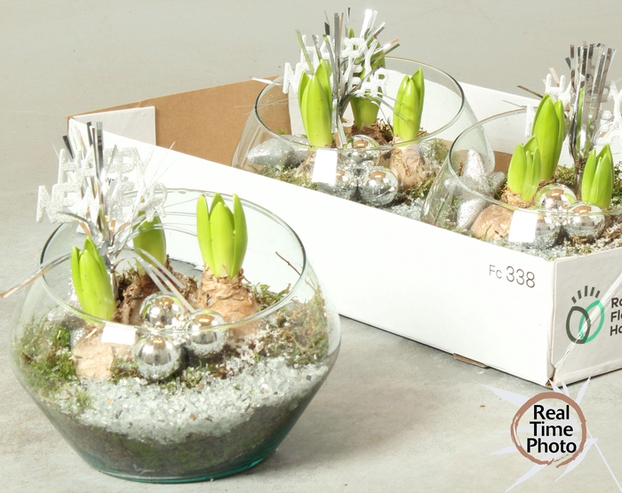 <h4>ARR HYACINTH</h4>