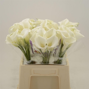 Calla White Art | Dubbelbloemig
