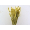 Dried Triticum X5 Yellow Bunch