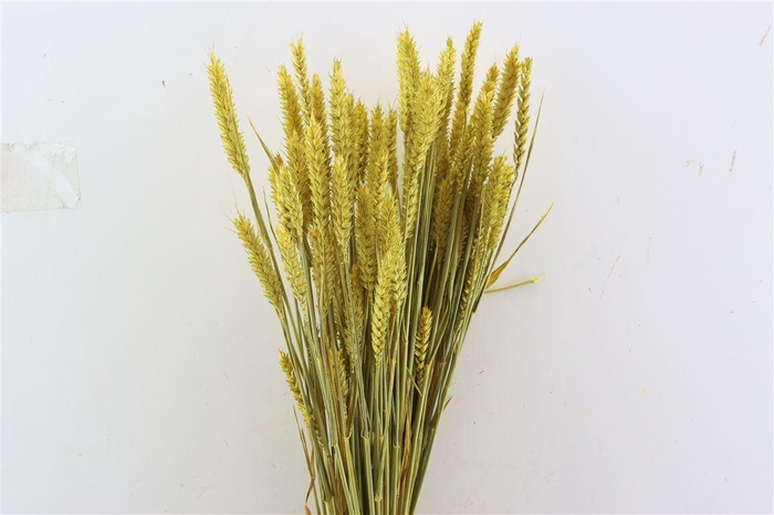 <h4>Dried Triticum X5 Yellow Bunch</h4>