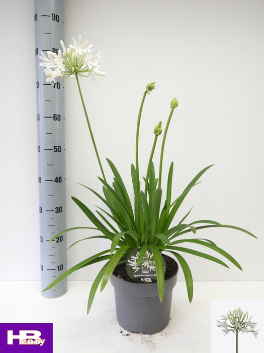<h4>AGAPA HENRYS WHITE</h4>