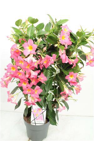 <h4>Mandevilla Quarz Trellis</h4>