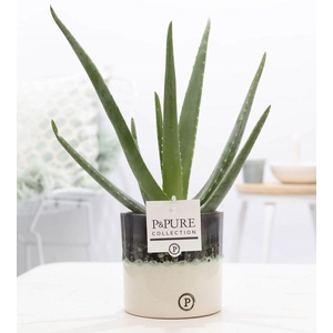 Aloe Vera in P&PURE Illusion cer. (perfectly imperfectable)