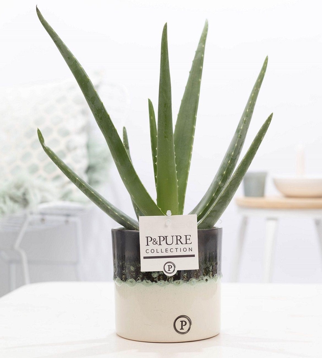 <h4>Aloe Vera in P&PURE Illusion cer. (perfectly imperfectable)</h4>