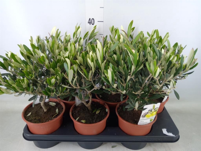 <h4>Olea europaea</h4>