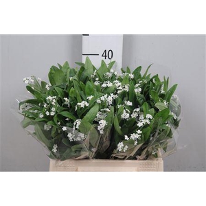 Myosotis Alp Polaris